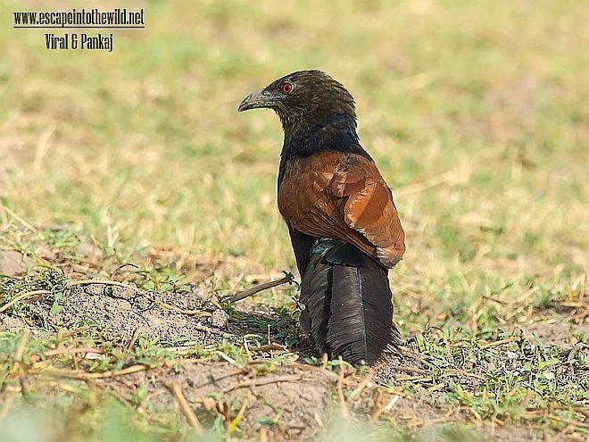 Greater Coucal (Southern) - ML378216351