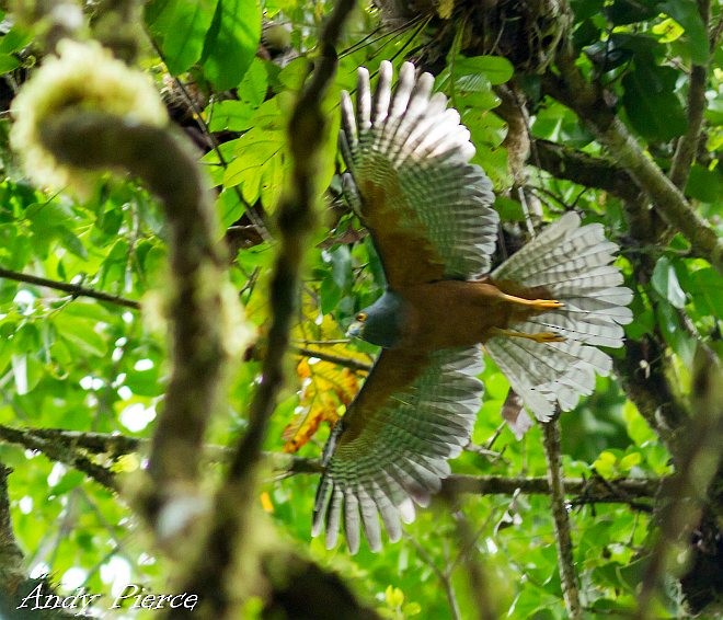 Moluccan Goshawk - ML378216521