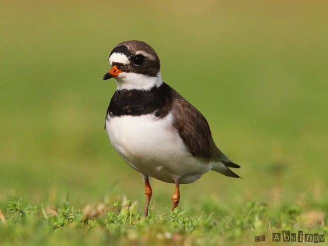 Common Ringed Plover - C. Abhinav