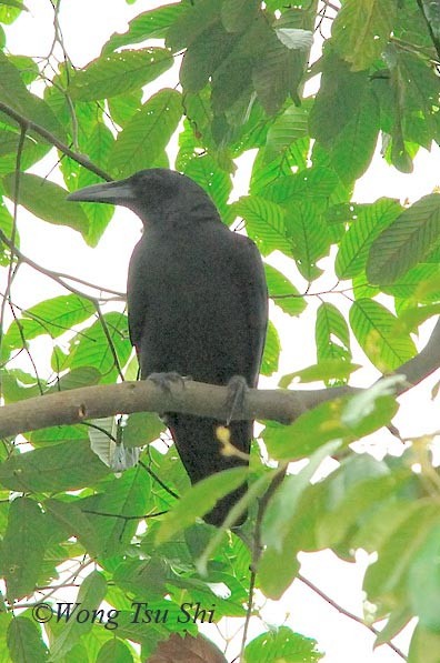 Slender-billed Crow (Sunda) - ML378217101