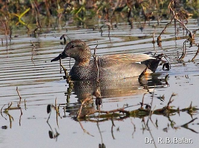 Gadwall - ML378217161