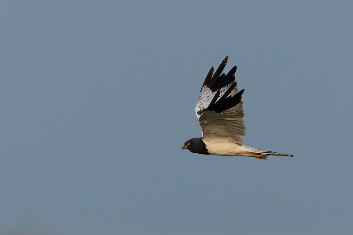 Pied Harrier - ML378217171