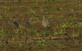 Black-tailed Godwit - ML378217561