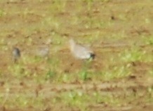 Black-tailed Godwit - ML378217571