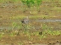 Black-tailed Godwit - Andy Bankert