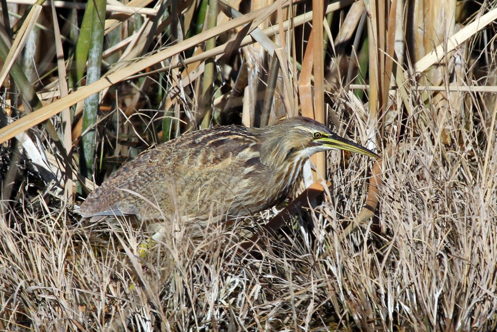 American Bittern - ML37821871