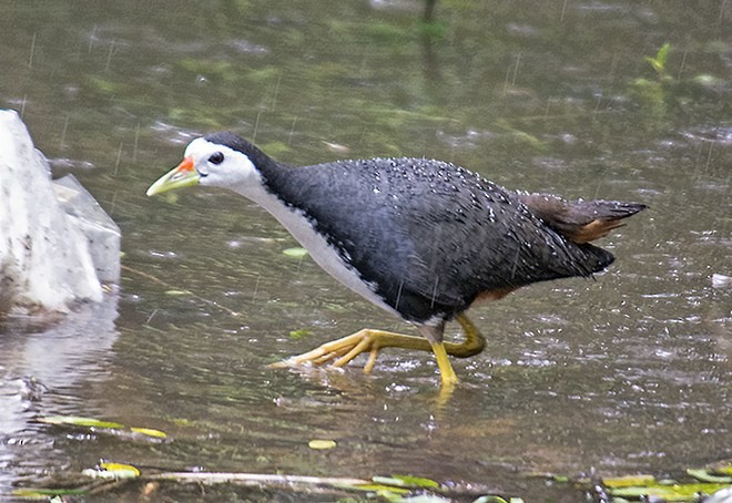 White-breasted Waterhen - ML378218821