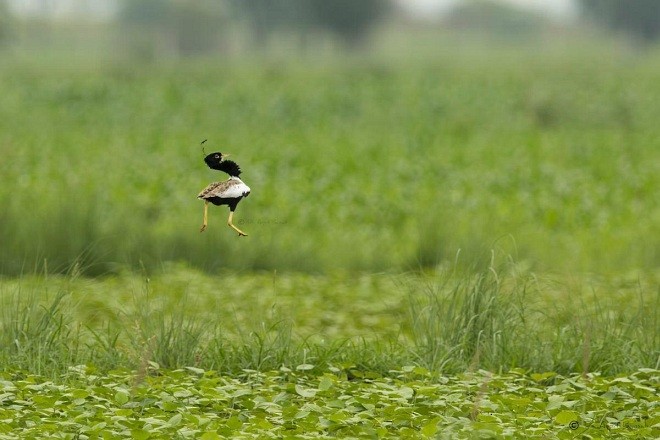Lesser Florican - ML378218841