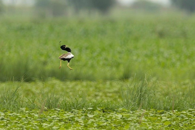 Lesser Florican - Arpit Bansal