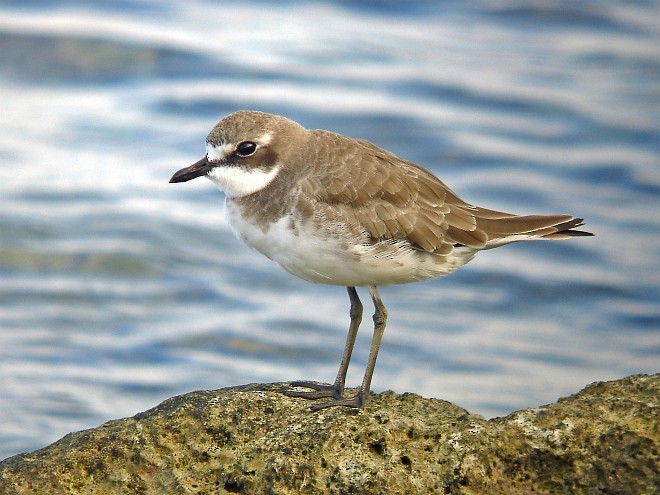 Siberian/Tibetan Sand-Plover - ML378218961