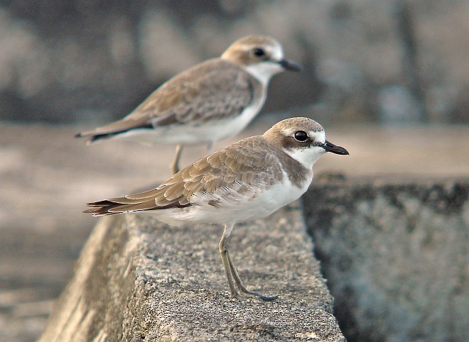 Siberian/Tibetan Sand-Plover - ML378218991