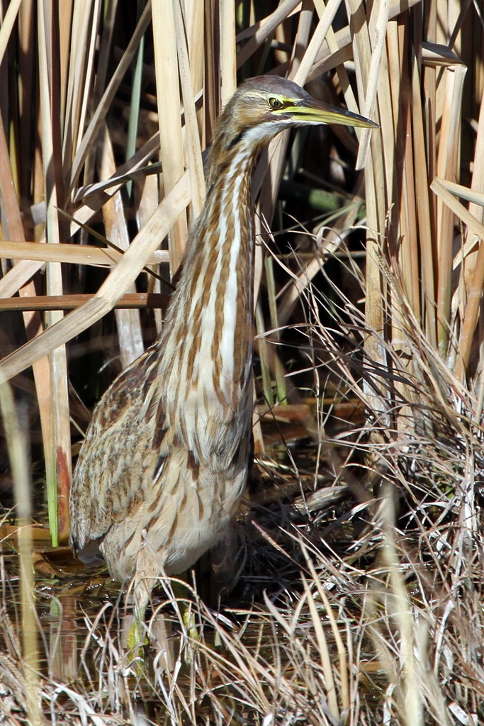 American Bittern - Dick Dionne