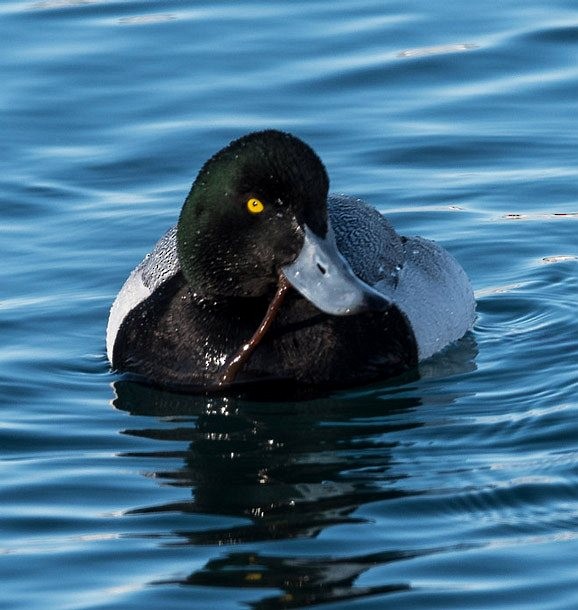 Greater Scaup - Mohit Kumar Ghatak