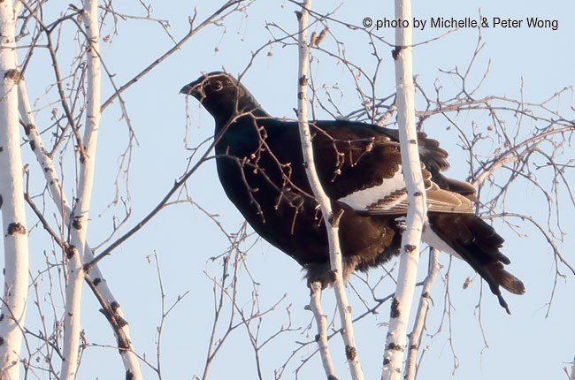 Black Grouse - Michelle & Peter Wong
