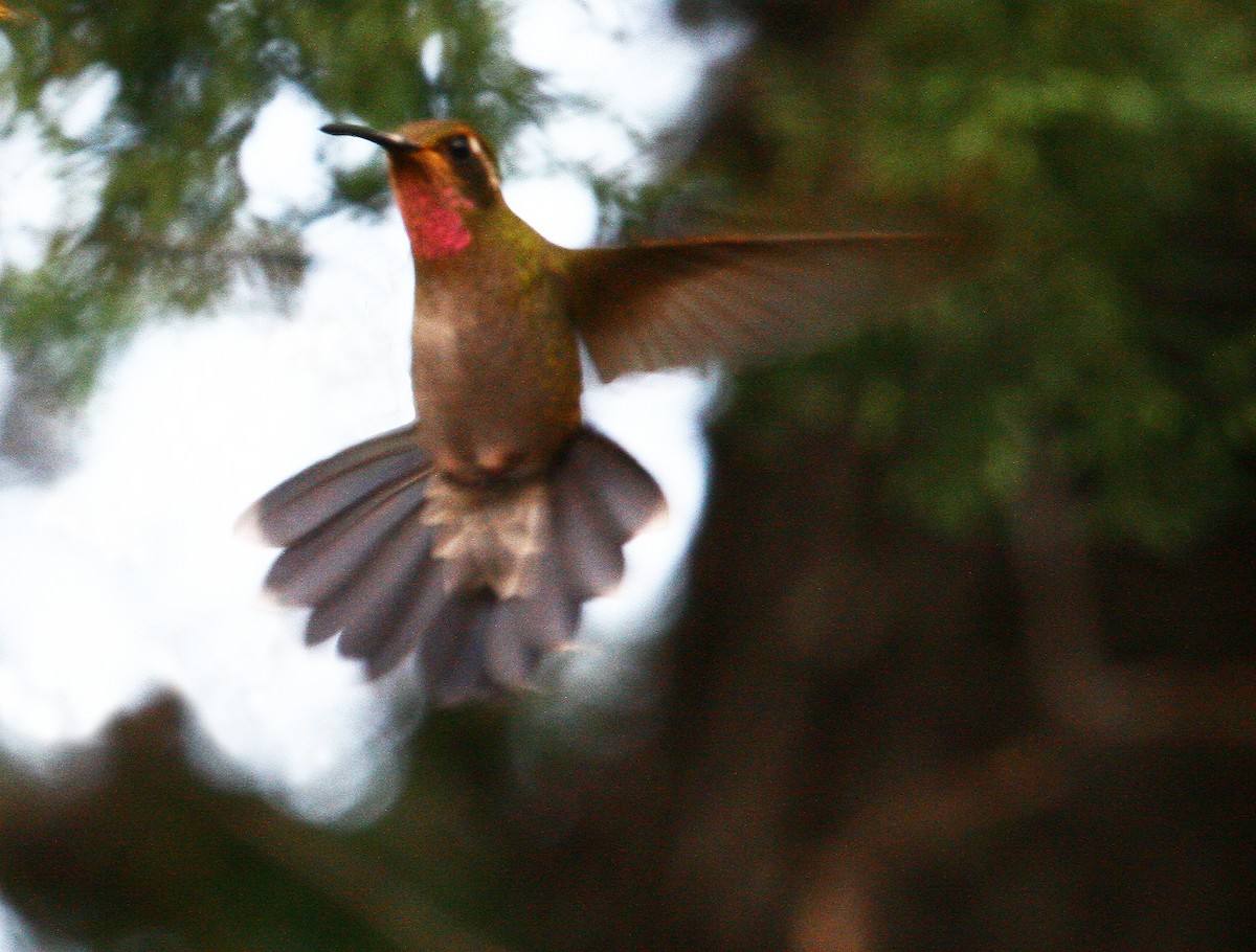 Amethyst-throated Mountain-gem - Carolyn Ohl, cc