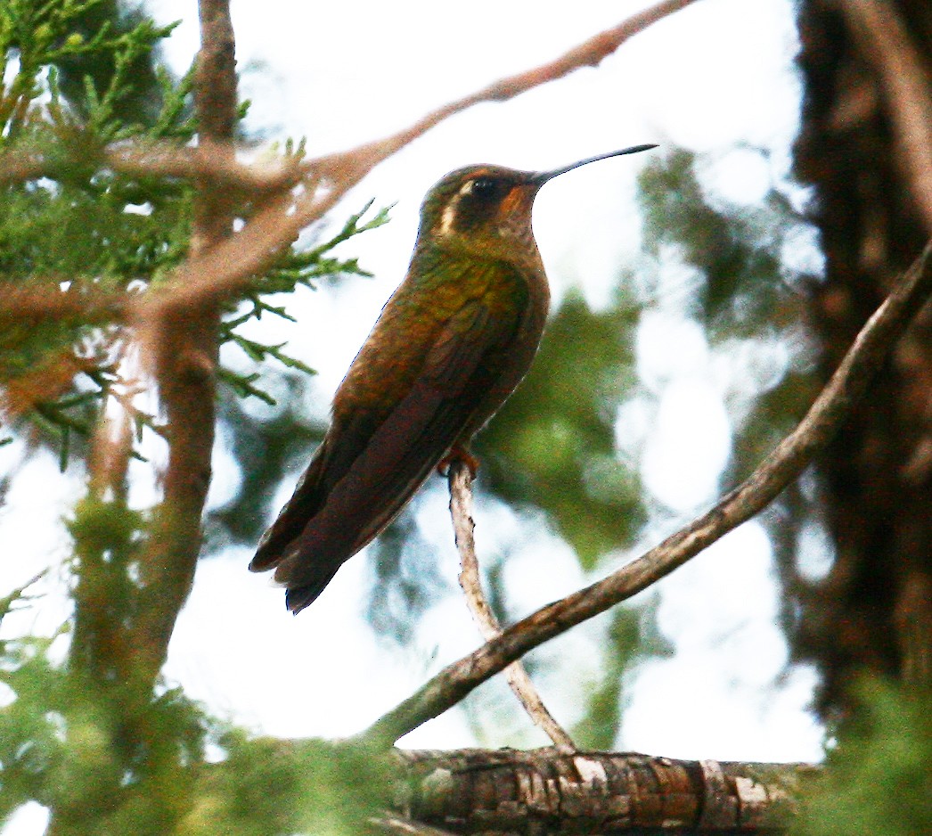 Colibrí Amatistino - ML37822081