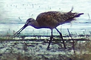 Marbled Godwit - ML37822121