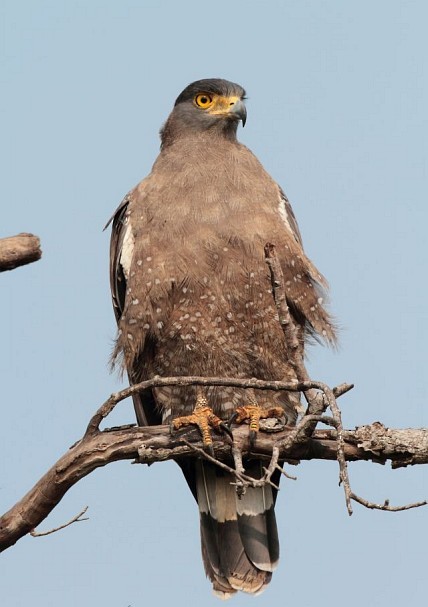 Crested Serpent-Eagle (Crested) - ML378221231