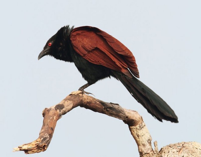 Greater Coucal (Southern) - ML378221241