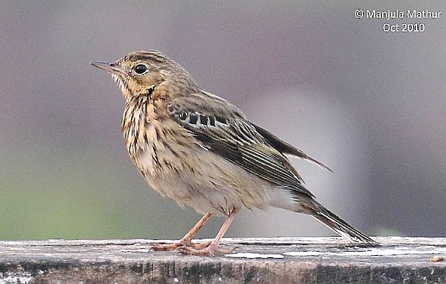 Tree Pipit - ML378222701