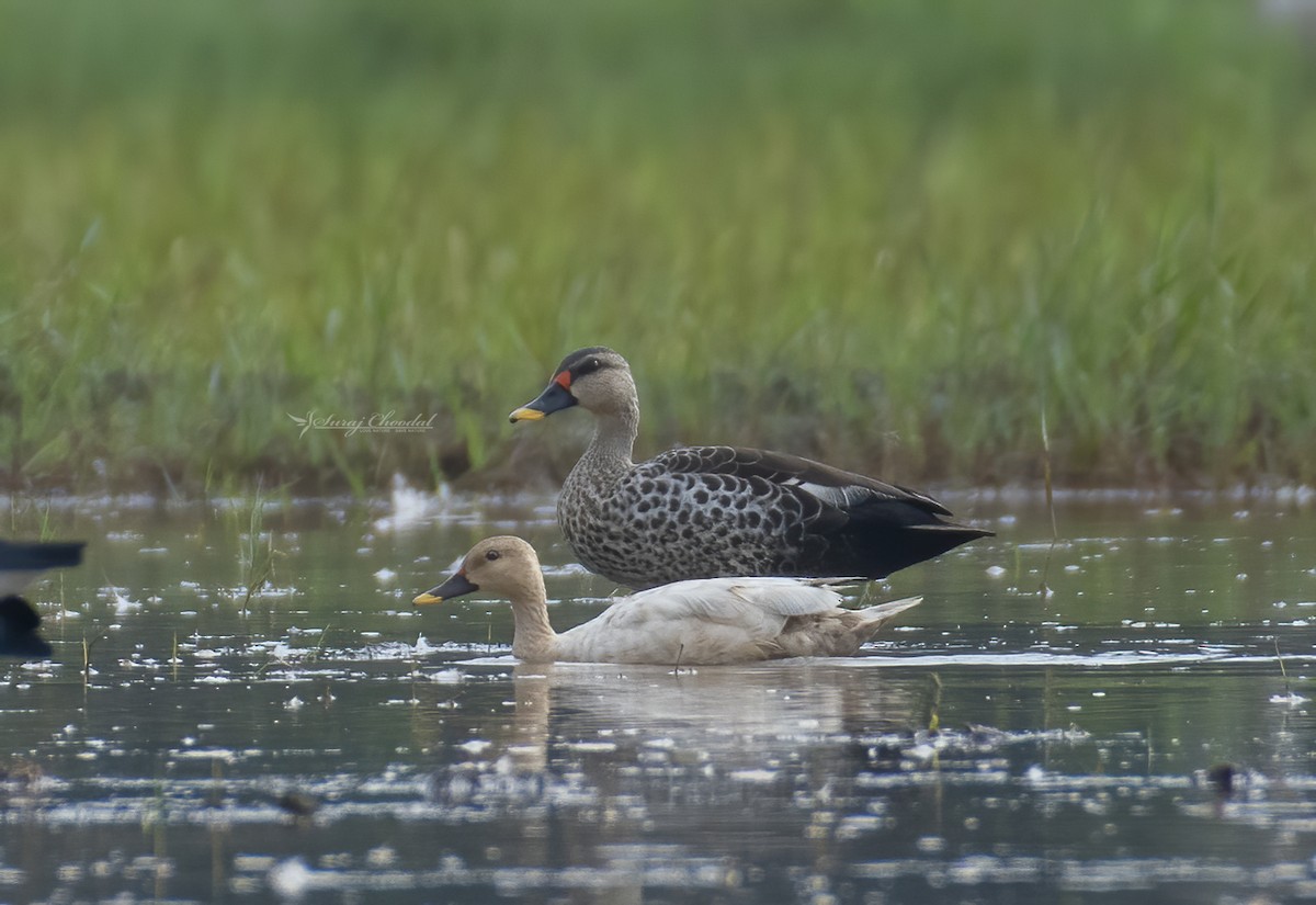 Indian Spot-billed Duck - ML378222871