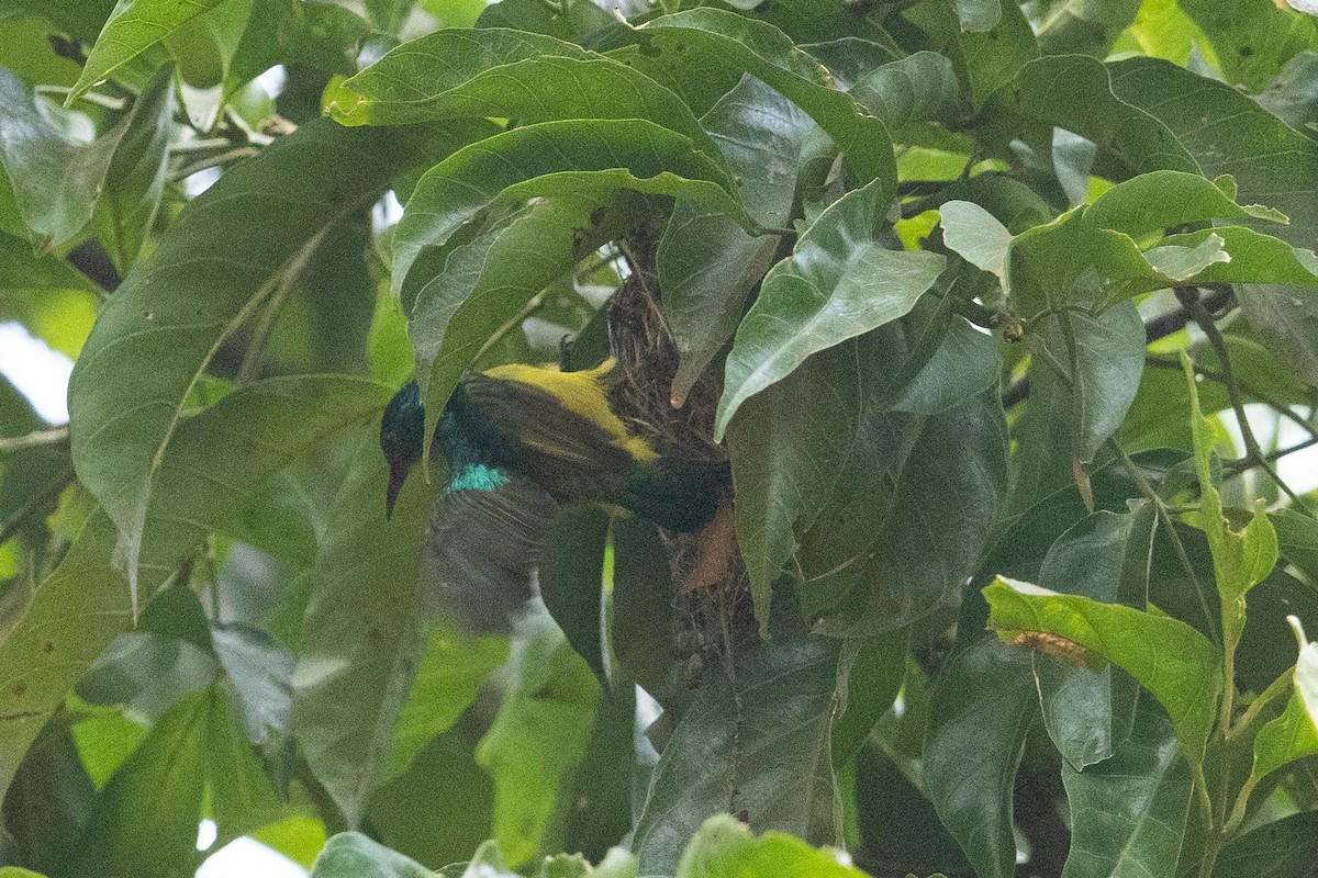 Collared Sunbird - ML378223321