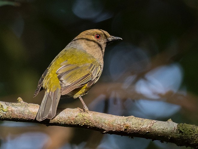 Hylocitrin à flancs jaunes (bonensis) - ML378224121