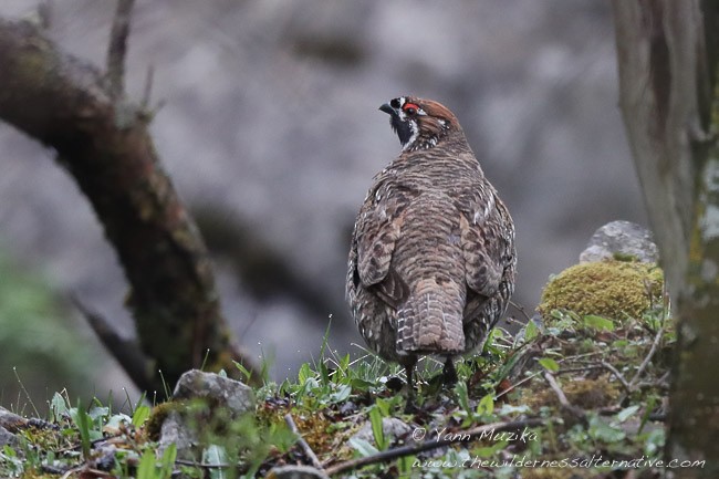 Severtzov's Grouse - ML378224281