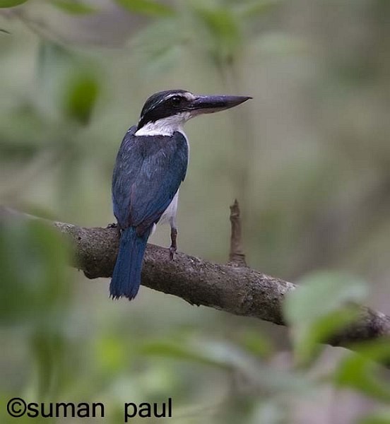 Collared Kingfisher (Oriental) - Suman Paul