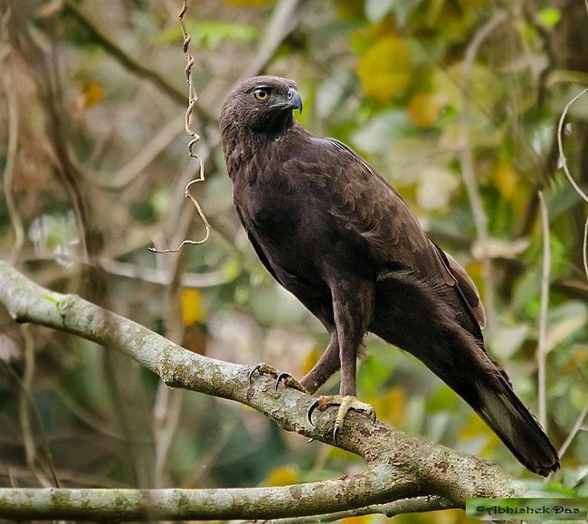 Changeable Hawk-Eagle - ML378224531