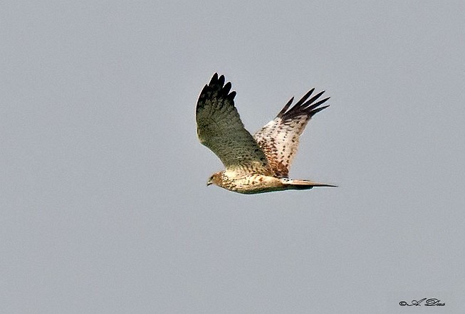 Eastern Marsh Harrier - ML378224601