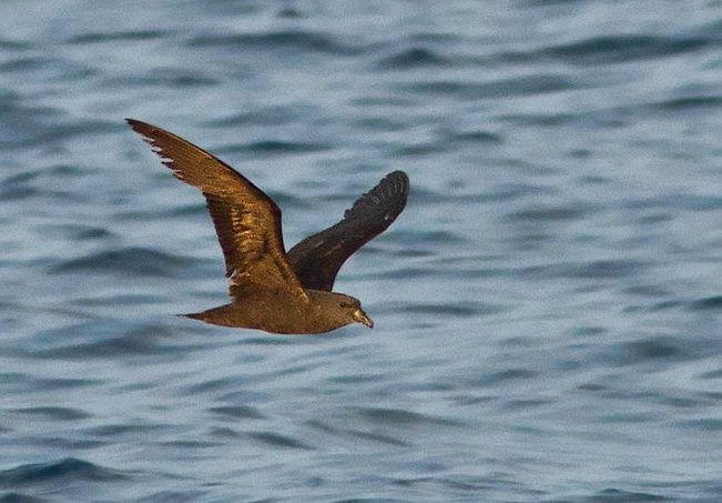 Jouanin's Petrel - ML378224941