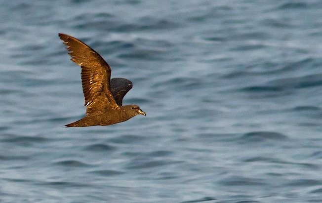 Jouanin's Petrel - ML378224951