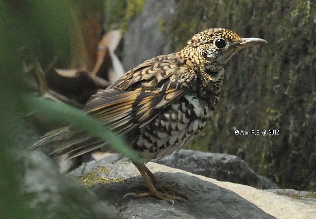 Scaly Thrush (Scaly) - Arun P.Singh