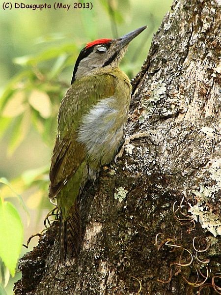 Gray-headed Woodpecker (Black-naped) - D Dasgupta