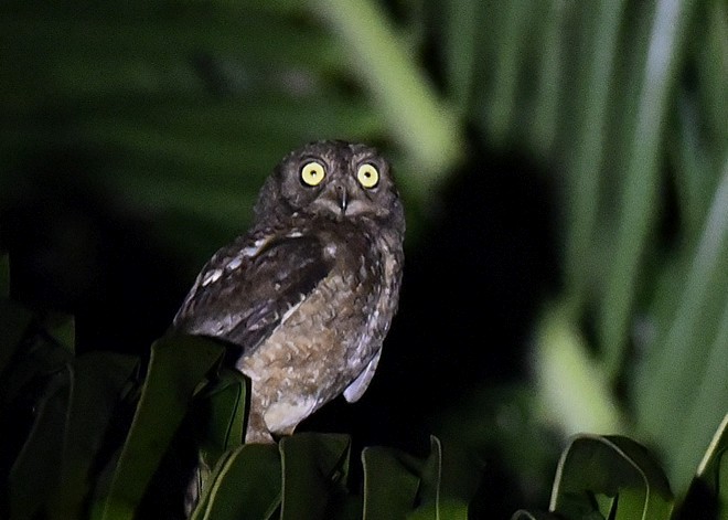 Nicobar Scops-Owl - ML378225831