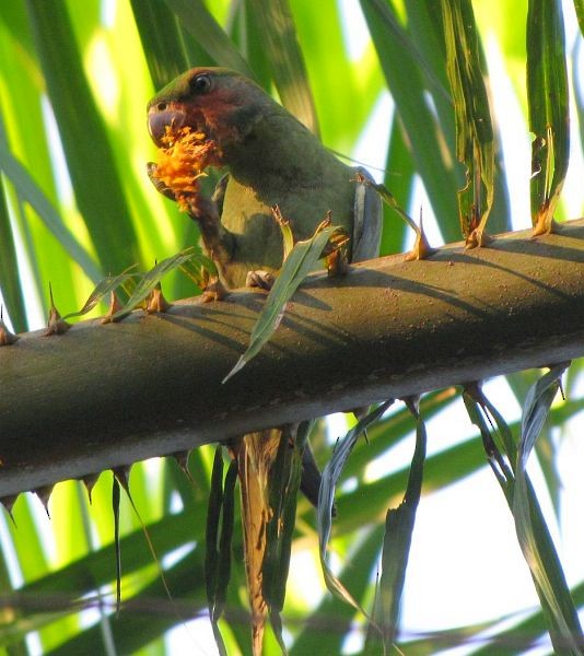 Long-tailed Parakeet (Long-tailed) - ML378226041