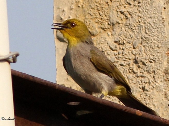 Yellow-throated Bulbul - ML378226491