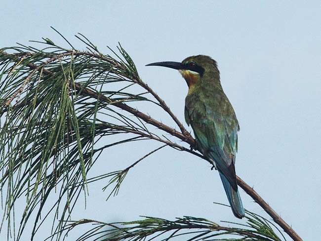 Blue-tailed Bee-eater - ML378226841