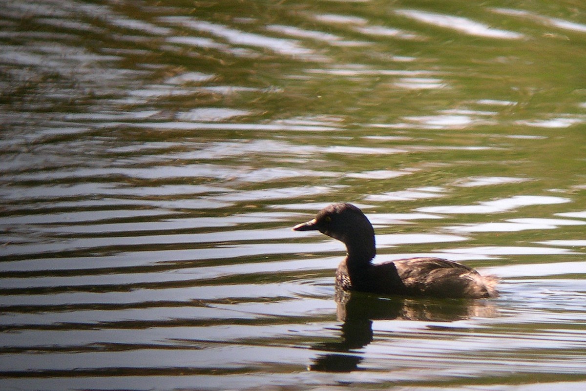 Least Grebe - ML37822751