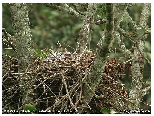 Blyth's Hawk-Eagle - ML378227561