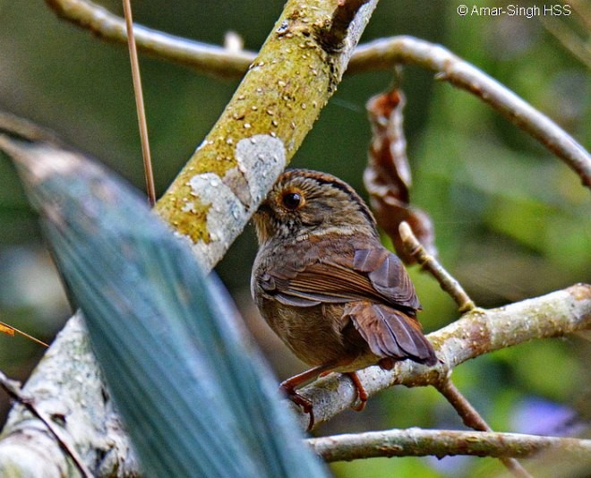 Dusky Fulvetta - Amar-Singh HSS