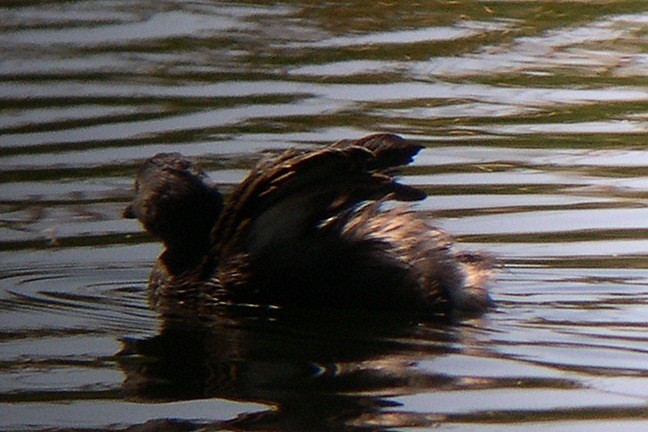 Least Grebe - ML37822761