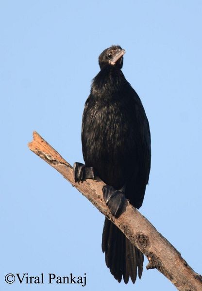 Cormorán de Java - ML378228551