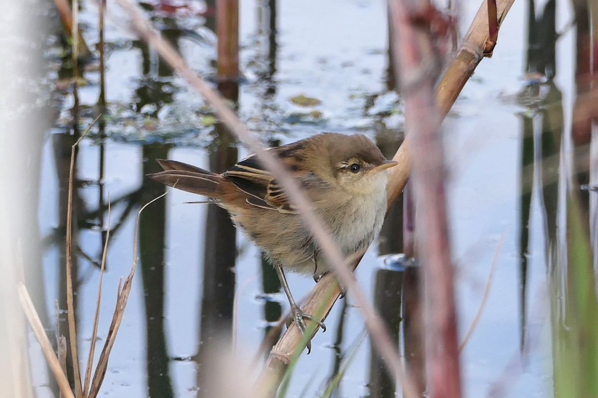 Little Grassbird - ML378228661