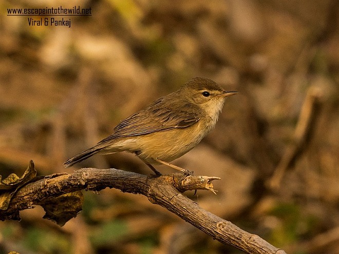 Халиун заараг - ML378228901
