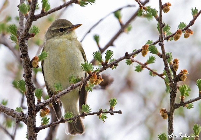 Japanese Leaf Warbler - ML378229921