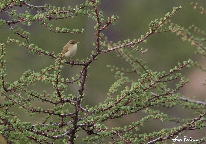 Japanese Leaf Warbler - ML378229931