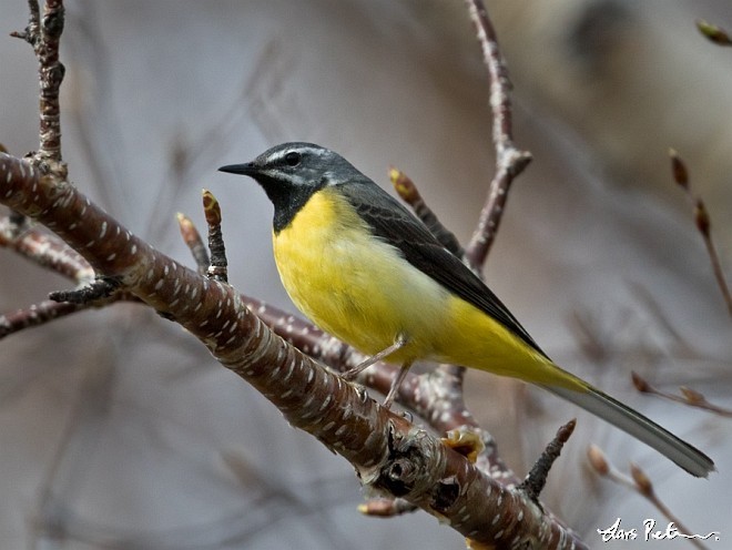 Gray Wagtail - ML378229941