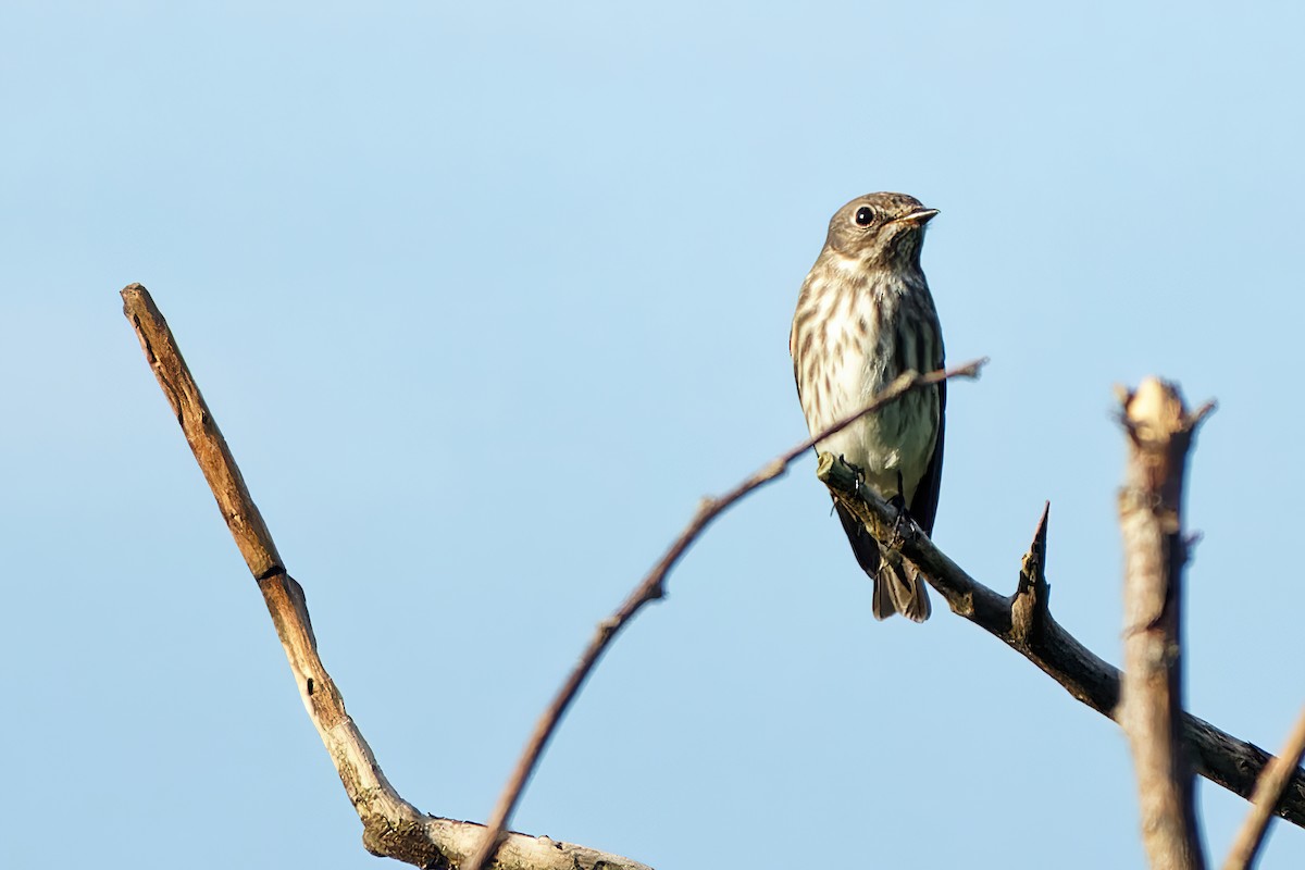 Gray-streaked Flycatcher - ML378230161